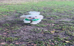 Toy Poodle dogs for stud: Asian Toy Poodle  - Image 2