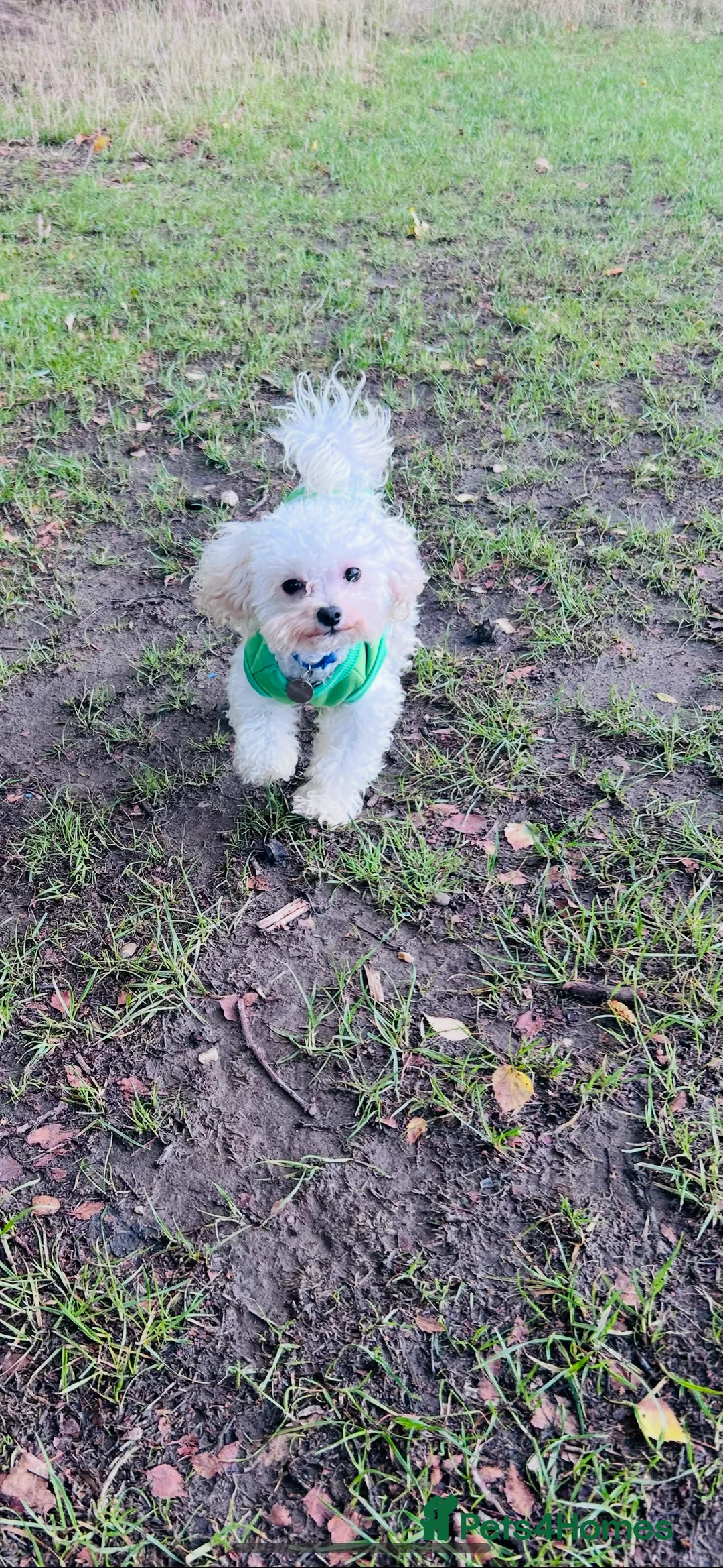 Toy Poodle dogs for stud: Asian Toy Poodle  - Advert 2