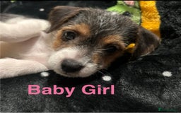 Mixed Breed dogs for sale: 6 Jack Russell x Yorkshire Terrier Puppies  - Image 7