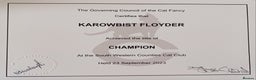 British Shorthair cats for stud: CHAMPION KAROWBIST FLOYDER  in Ruardean - Advert 3