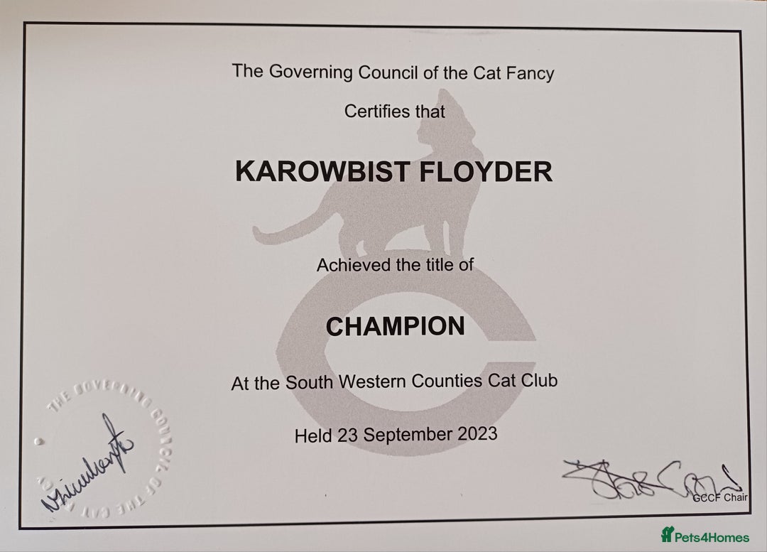 British Shorthair cats for stud: CHAMPION KAROWBIST FLOYDER  in Ruardean - Advert 3