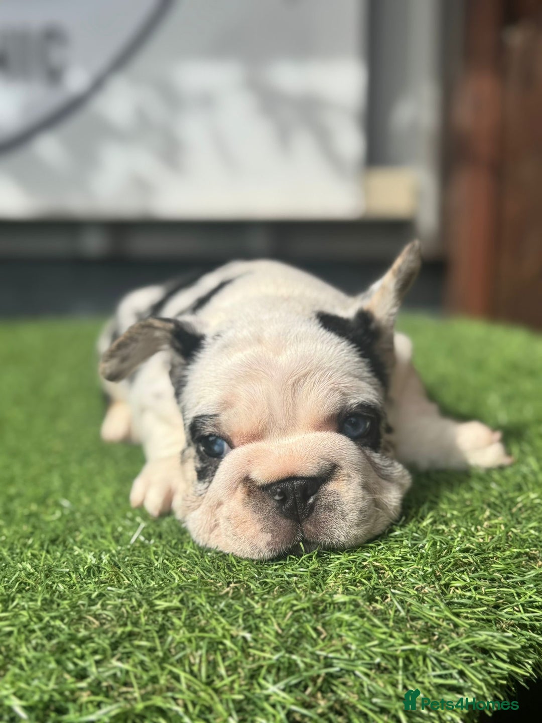 French Bulldog dogs for sale: Beautiful boys excellent quality - Image 12