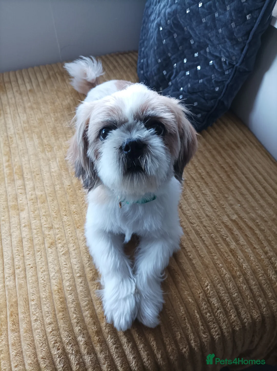 Shih Tzu dogs for stud: Beautiful 3yr old male shitzu for stud in Dudley - Advert 1