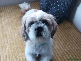 Shih Tzu dogs Beautiful 3yr old male shitzu for stud in Dudley - Advert 1