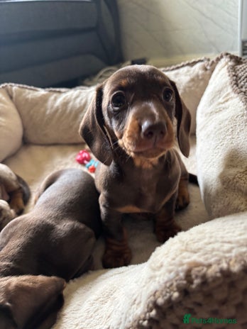 Miniature Dachshund dogs - Advert 2