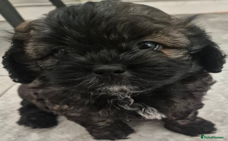 Shihpoo dogs - Advert 2