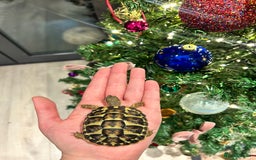 Hermann Tortoise reptiles for sale: Two Dwarf Hermann Tortoises & full set-up - Image 8
