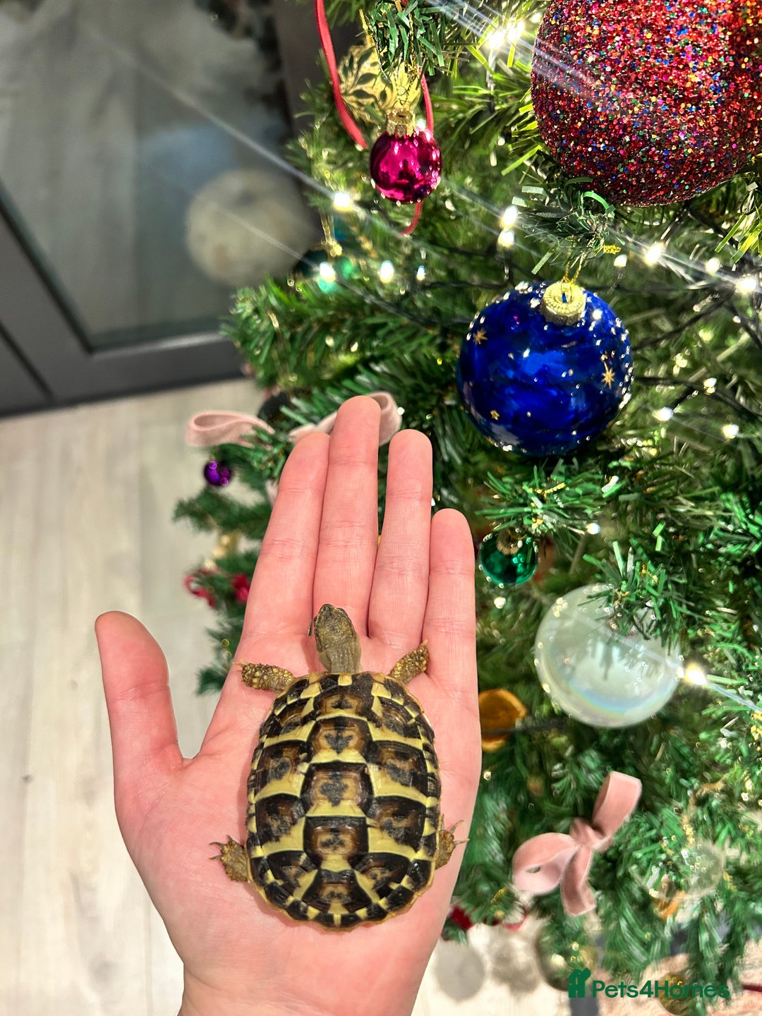 Hermann Tortoise reptiles for sale: Two Dwarf Hermann Tortoises & full set-up - Image 8