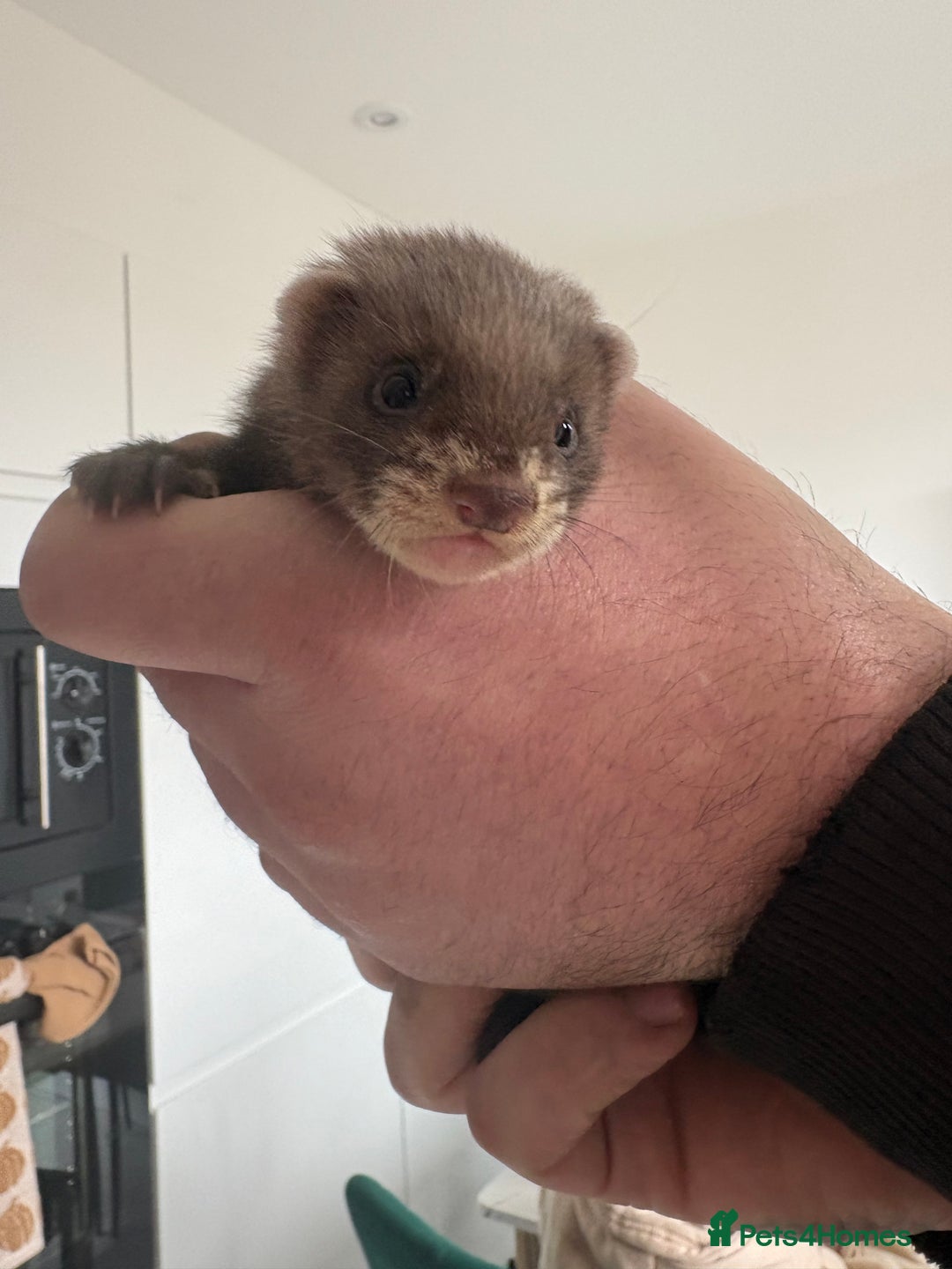 Ferret rodents for sale: Baby ferrets  - Image 1