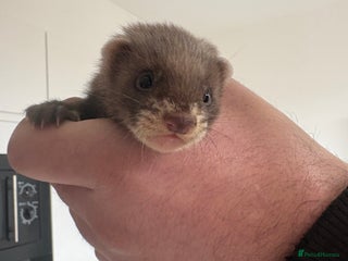 Ferret rodents - Advert 2