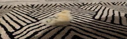 Chickens poultry for sale: Silkie Chicks mixed colours 17 left  in Hebburn - Advert 26