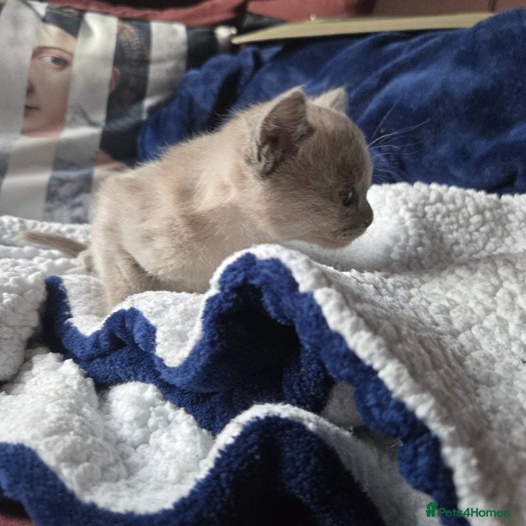 Burmese cats for sale: Pure pedigree, Registered Burmese,Vet checked 2x - Advert 3