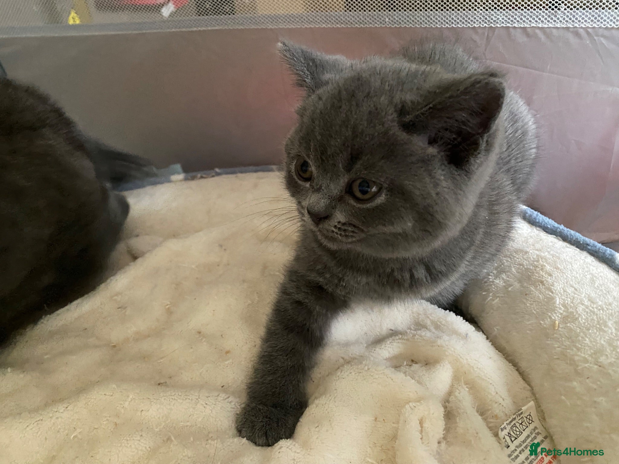 British Shorthair cats Gorgeous Chunky British Shorthair Kittens  - Advert 2