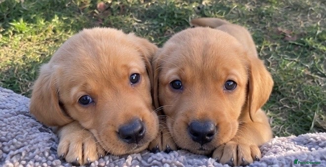 Labrador Retriever dogs ⭐️ Fox Red Lab Pups - Council licensed - Advert 1