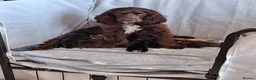 Cocker Spaniel dogs for sale: Cocker spaniels ready to reserve - Advert 2