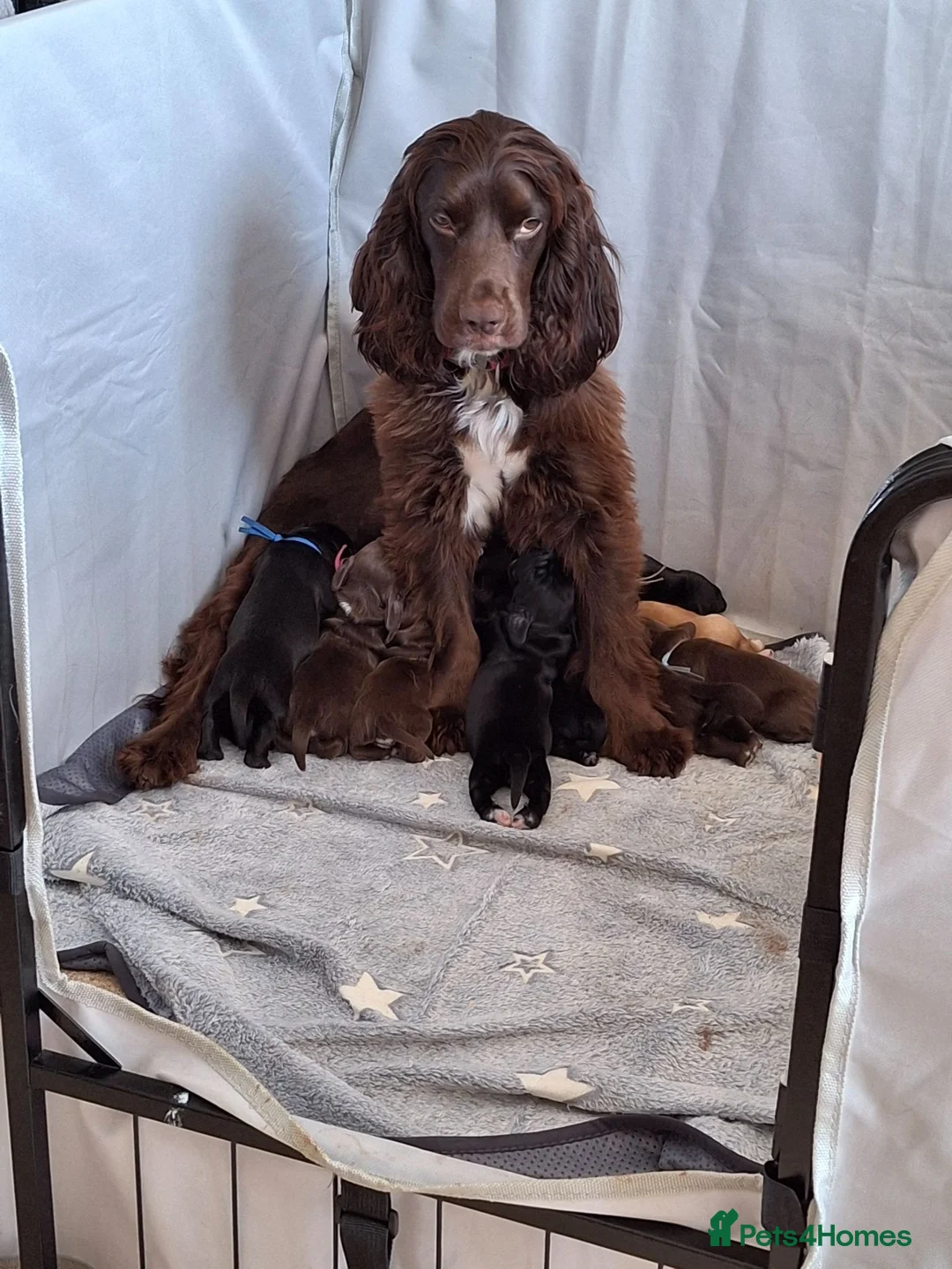 Cocker Spaniel dogs for sale: Cocker spaniels ready to reserve - Advert 2
