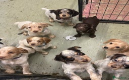 Cocker Spaniel dogs for sale: Working cocker spainel puppies  - Advert 5