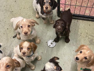 Cocker Spaniel dogs Working cocker spainel puppies - Advert 7