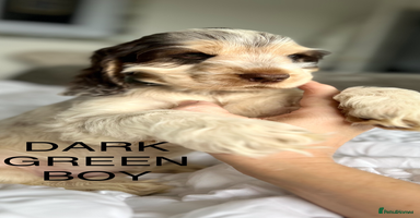 Cocker Spaniel dogs - Advert 16