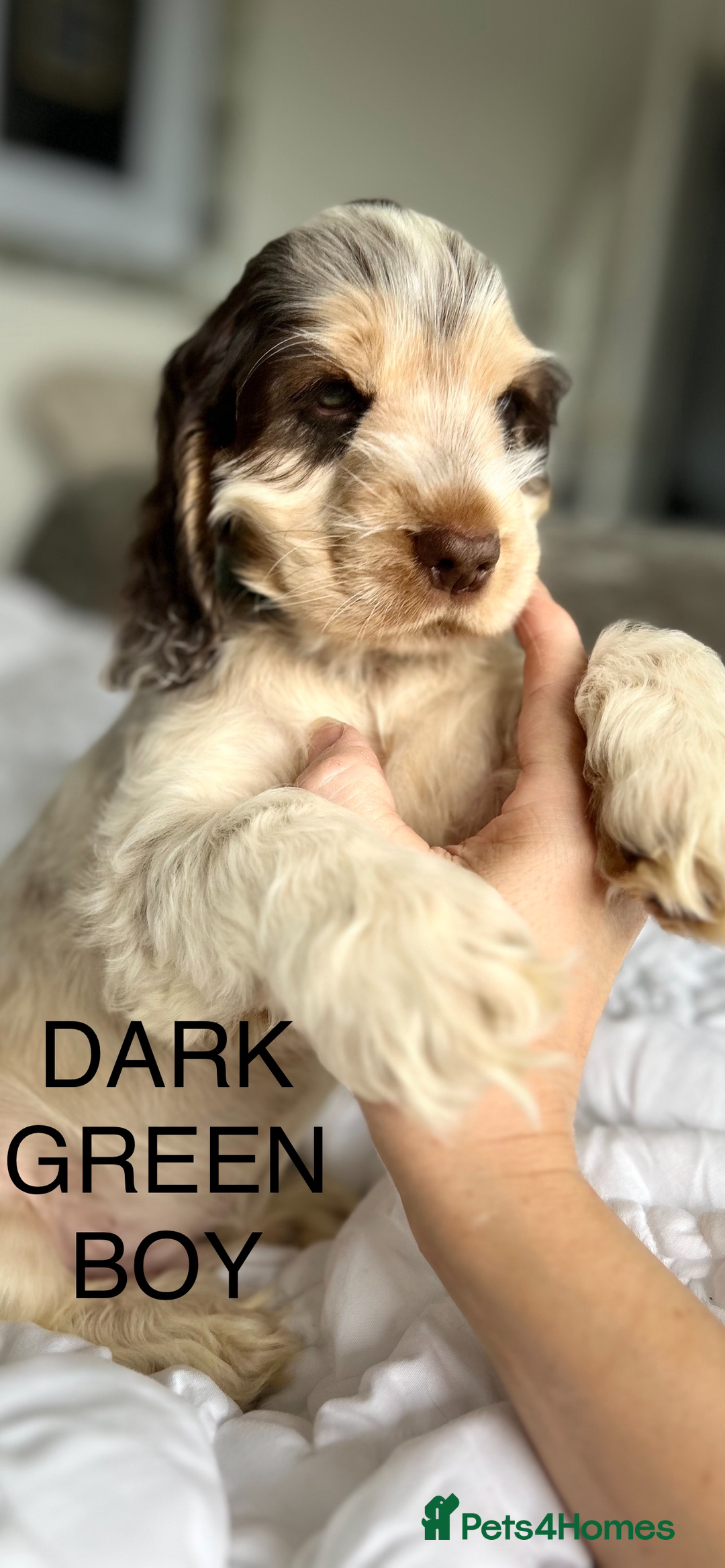 Cocker Spaniel dogs for sale: OUTSTANDING KC REG SHOW COCKER SPANIEL PUPPIES  - Image 17