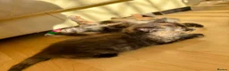 Mixed Breed cats for sale: 4 Fluffy kittens are ready to go  - Advert 5