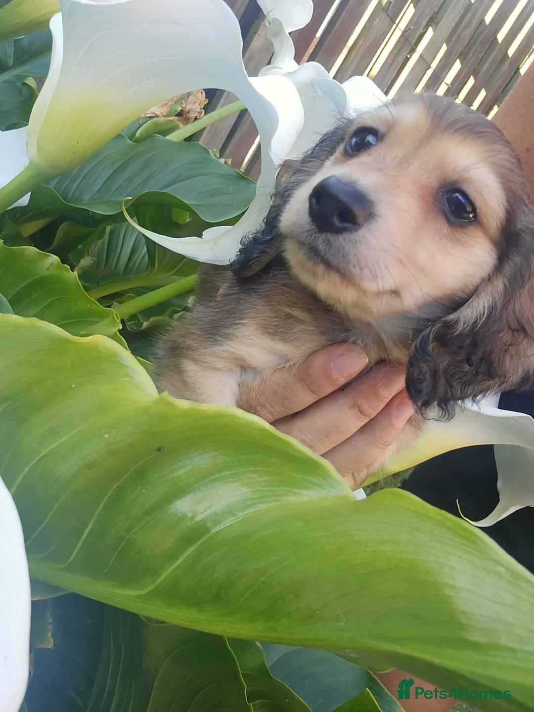 Miniature Dachshund dogs for sale: Cream quality miniature DACHSHUNDS - Advert 18