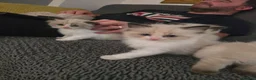 Ragdoll cats for sale: Sky kittens 😸 ♥️  - Advert 16