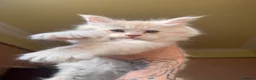 Maine Coon cats for sale: Maine coon kittens  - Advert 22