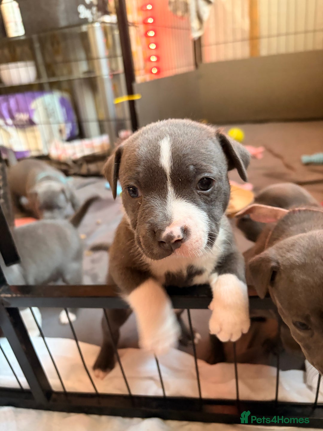 Staffordshire Bull Terrier dogs for sale: Staffordshire Bull Terrier puppies for sale  - Image 18