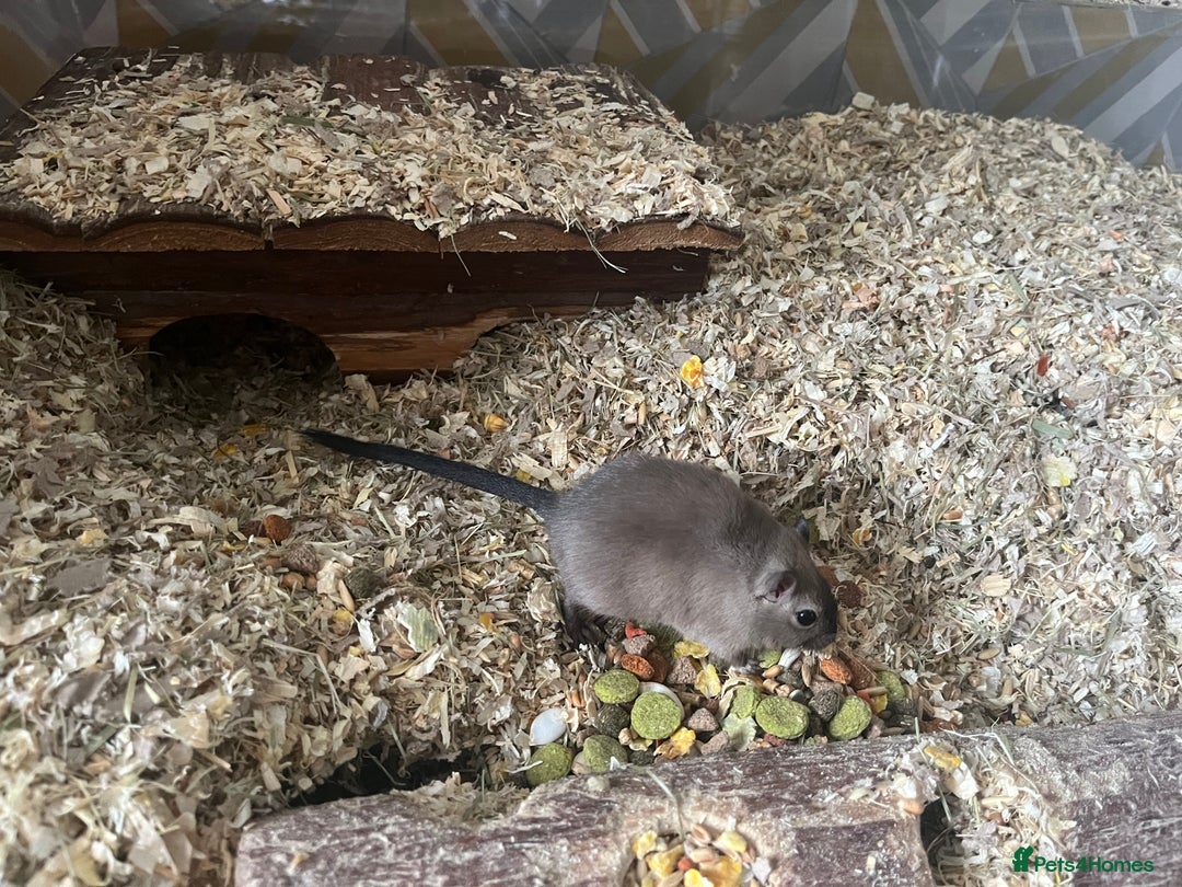 Gerbil rodents for sale: 2x Male Gerbils + setup - Advert 1