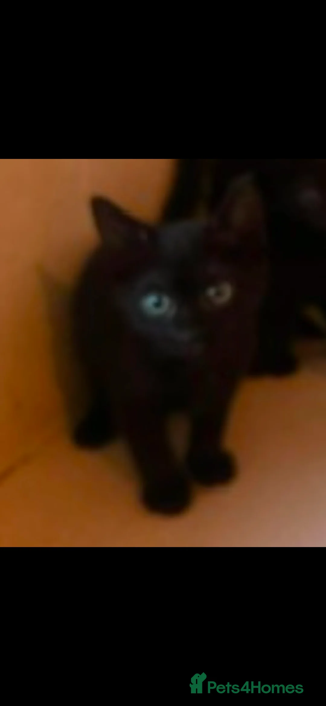 Domestic Shorthair cats for sale: Black Kittens For Sale  - Advert 2