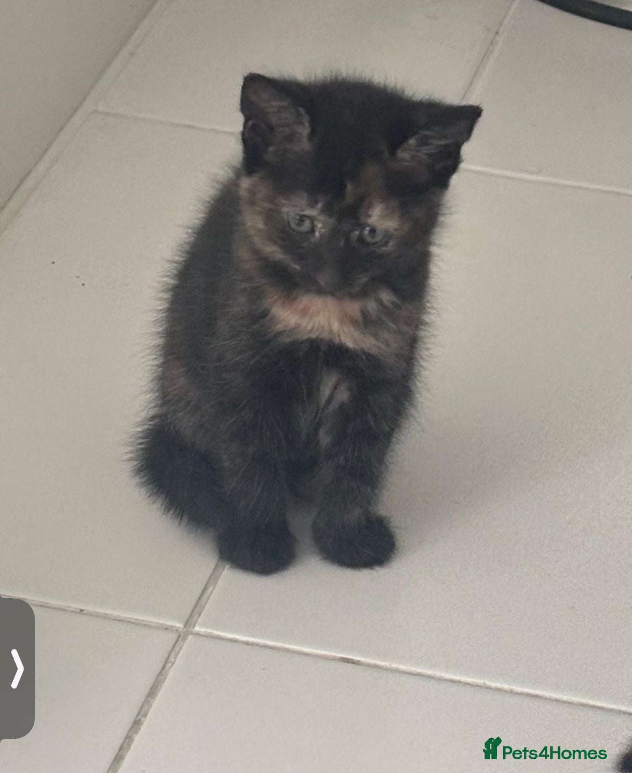 Mixed Breed cats Adorable Tortoiseshell Kitten – Playful🐾 - Advert 7