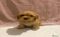 Cavapoo dogs for sale: Adorable red cavapoo pups - Advert 10