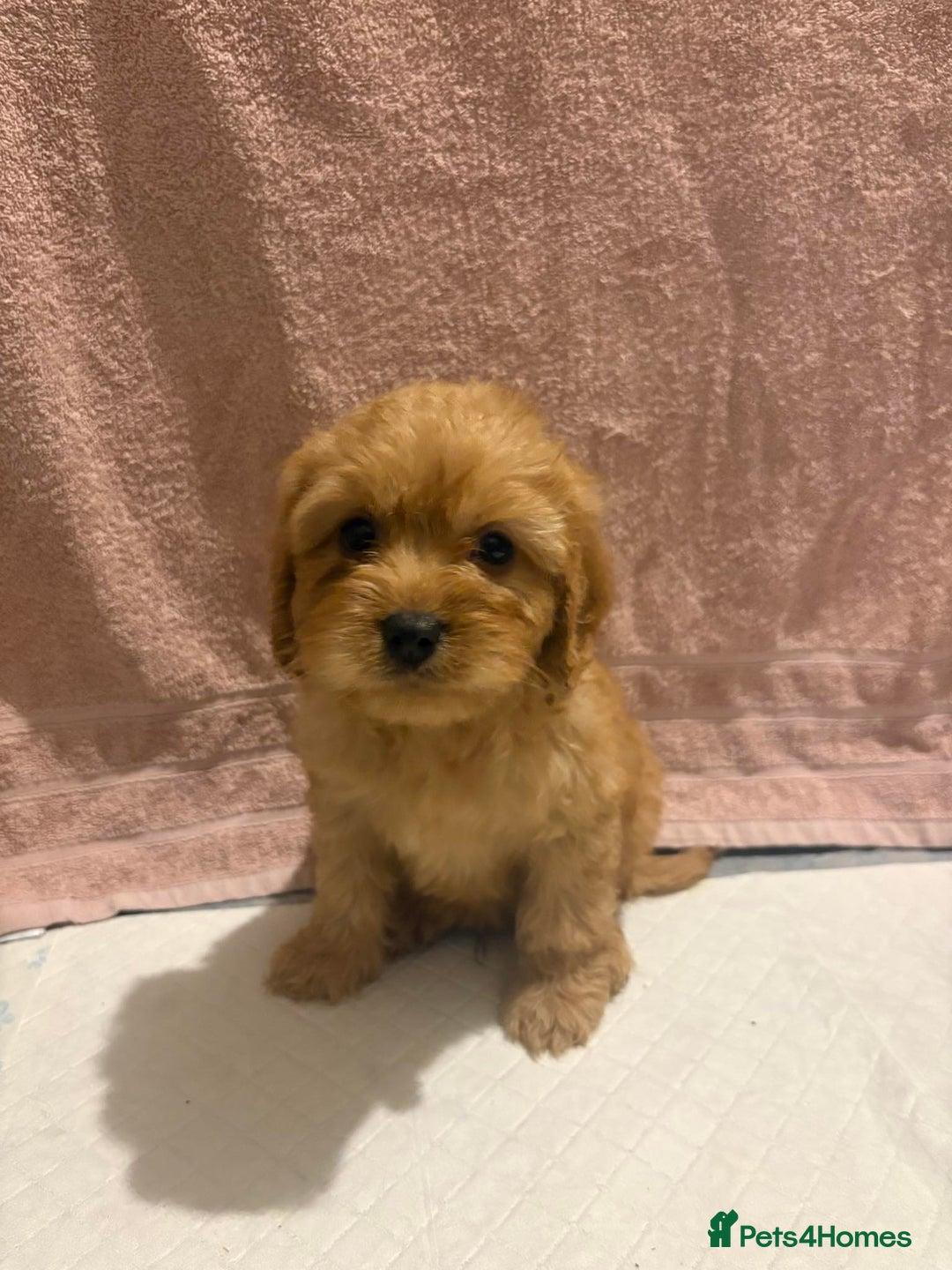 Cavapoo dogs for sale: Adorable red cavapoo pups - Advert 10