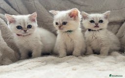 British Shorthair cats for sale: Champion sired Golden Colourpoint Kittens  - Image 20