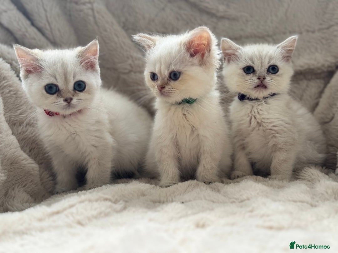 British Shorthair cats for sale: Champion sired Golden Colourpoint Kittens  - Image 20