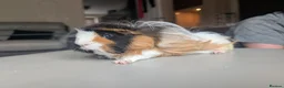 Guinea Pig rodents for sale: 2 male guinea pigs  - Advert 8