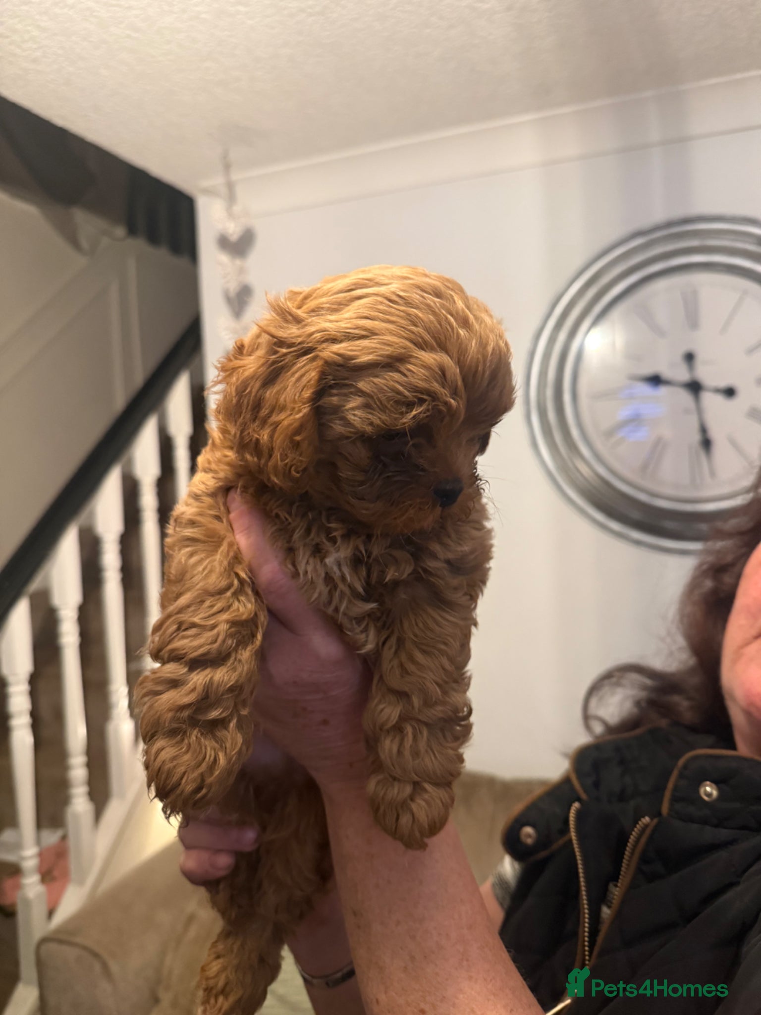 Shihpoo dogs Shihpoo’s for sale x3  - Advert 10