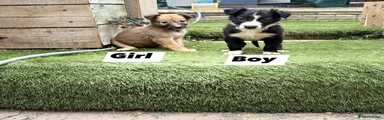 Mixed Breed 3 girl brown 
