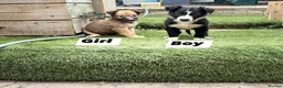 Mixed Breed dogs for sale: Collie bull greyhound  - Advert 4