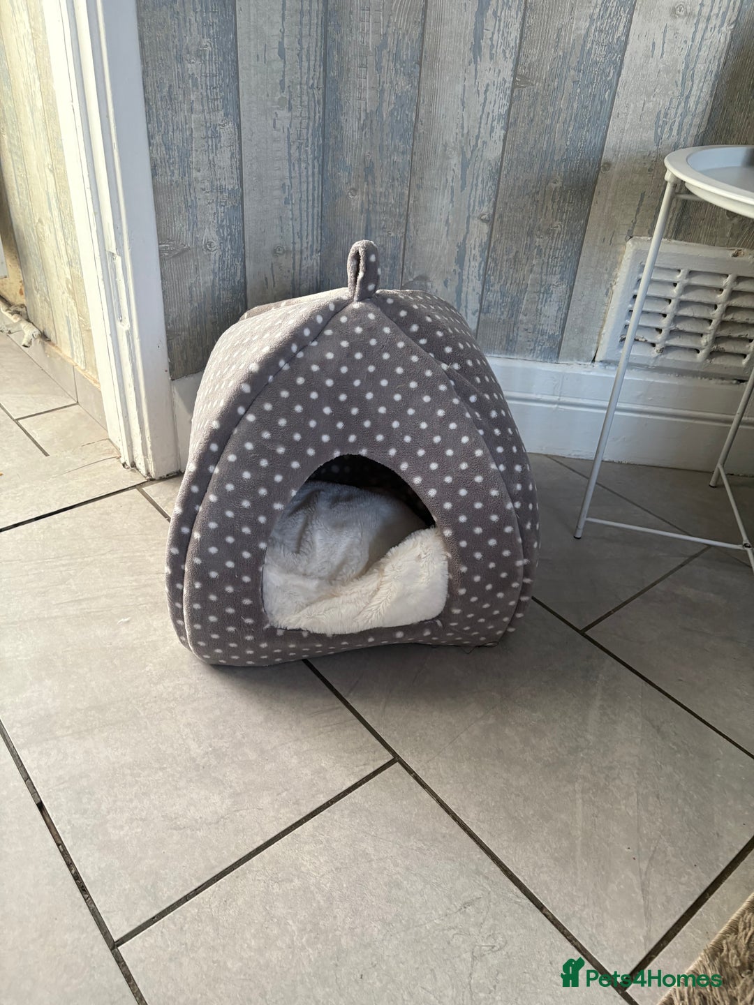 British Shorthair cats for sale: Pale grey female kitten  - Advert 9