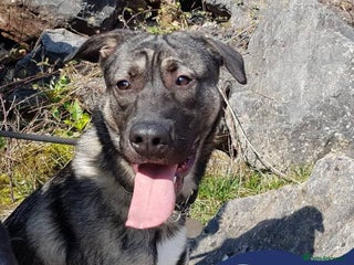 Mixed Breed dogs Meet Fagan, currently residing in Durham - Advert 2