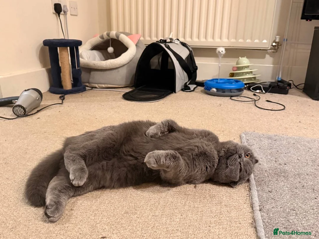 Scottish Fold cats for sale: Scottish fold kitten - GUCCI  - Advert 1