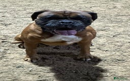 Mixed Breed dogs for sale: Boxador puppies for sale  - Image 9