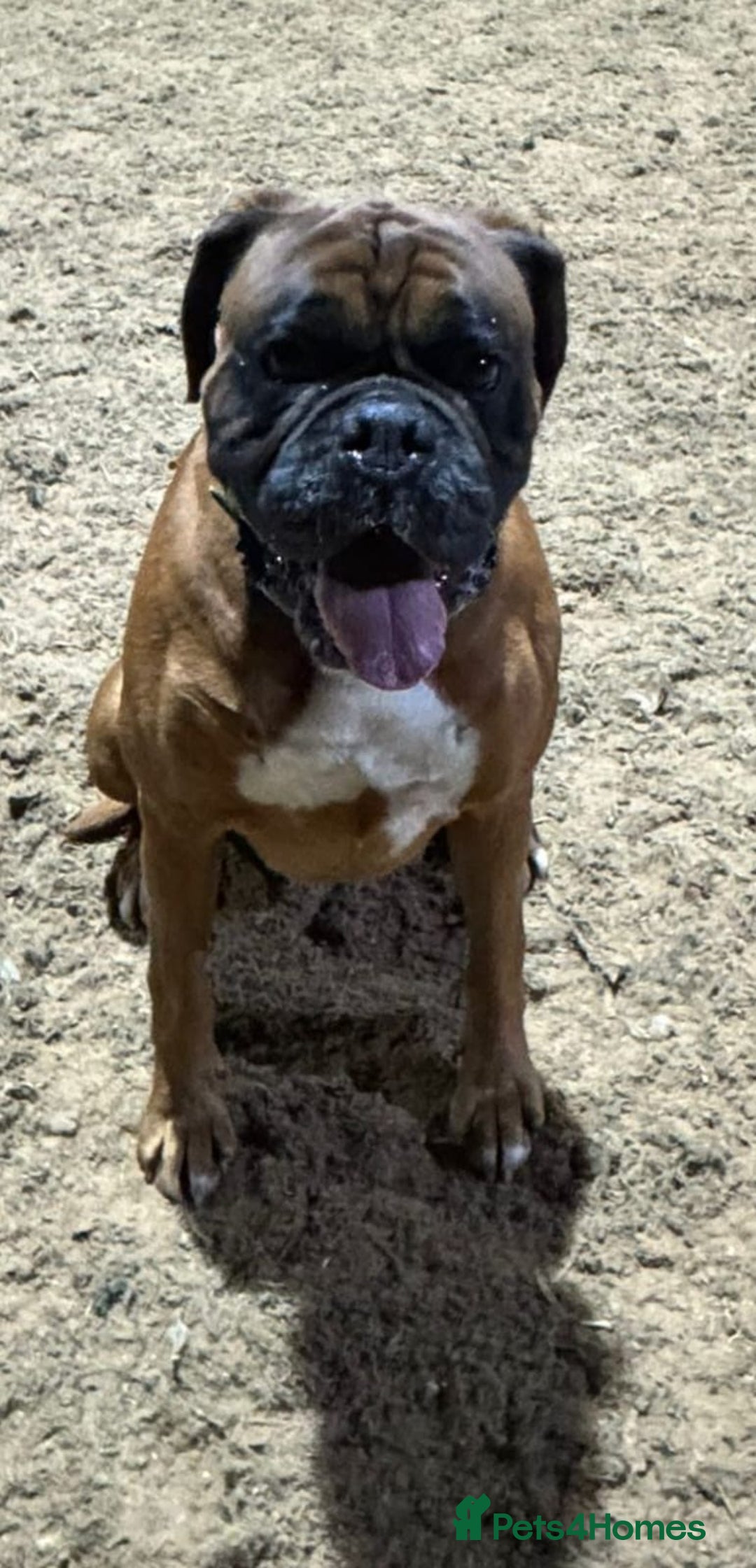 Mixed Breed dogs for sale: Boxador puppies for sale  - Image 9