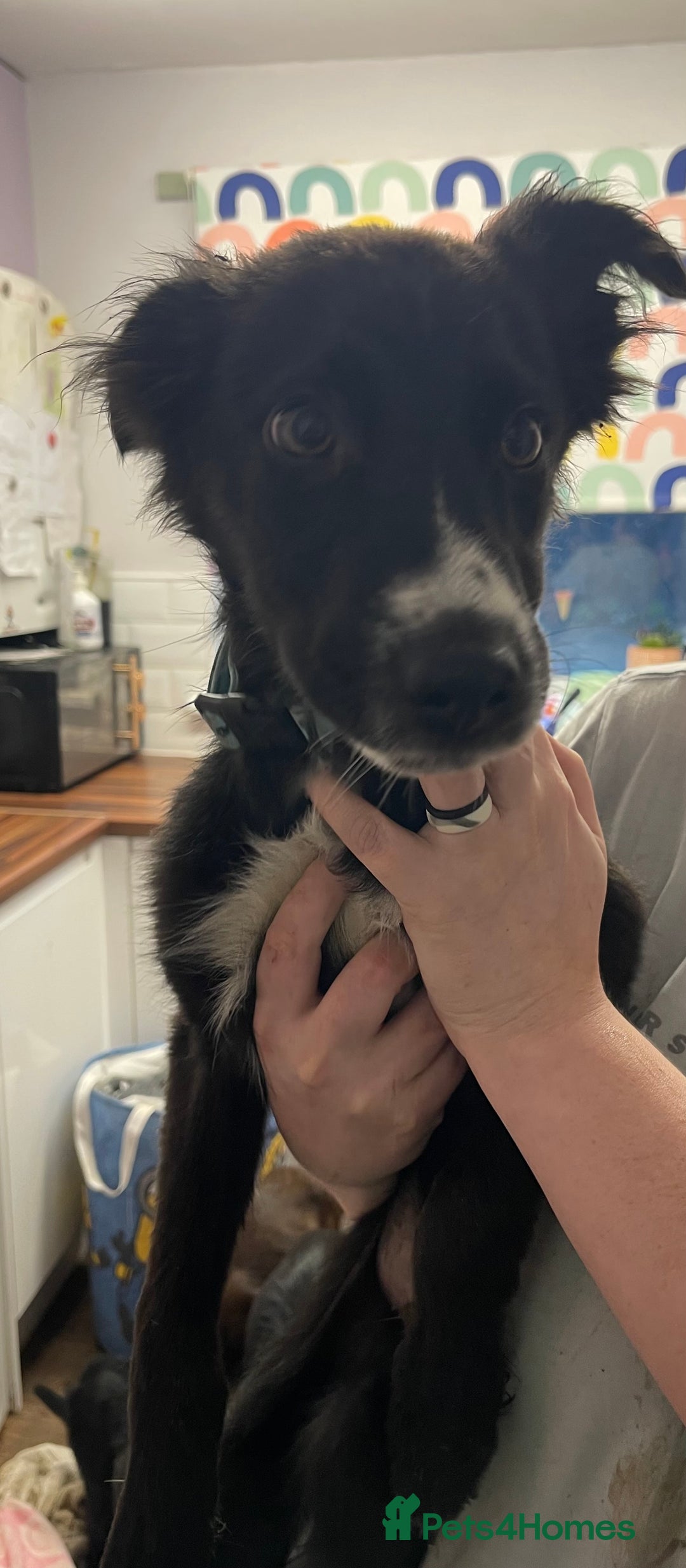 Mixed Breed dogs for sale: Collie cross pups  - Advert 8