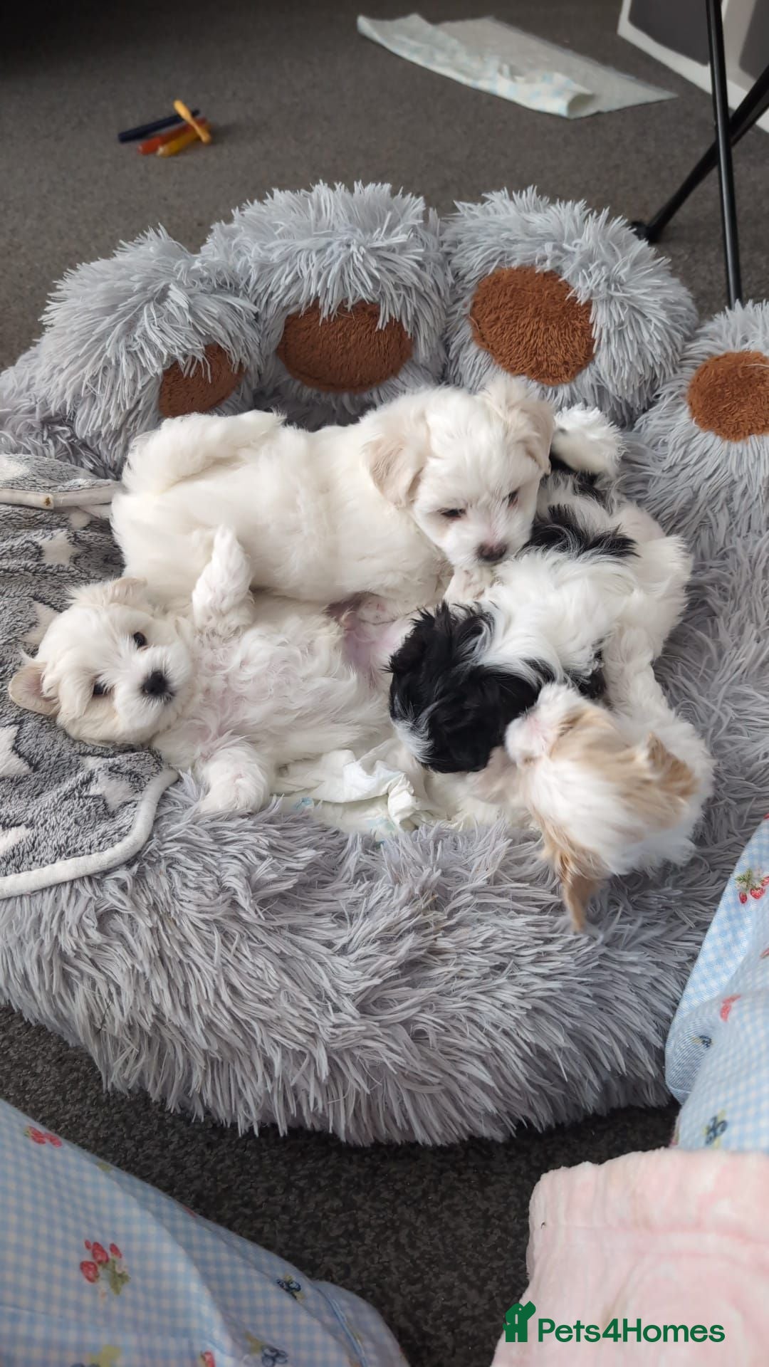 Maltese dogs 4 beautiful Maltese pups for sale. - Advert 1