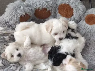 Maltese dogs 4 beautiful Maltese pups for sale. - Advert 1