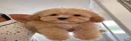 Cavapoo dogs for sale: F1 Cavapoo puppy’s  in Ascot - Advert 6