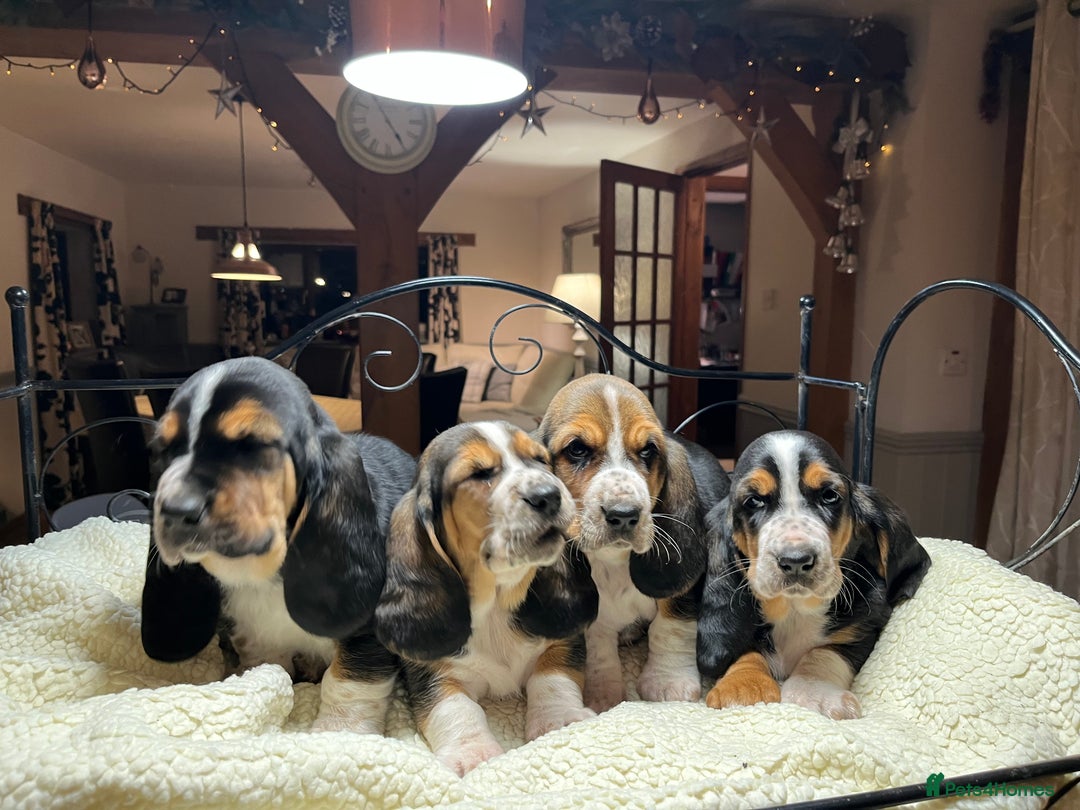 Basset Hound dogs for sale: Basset Hound puppies for sale - Advert 8